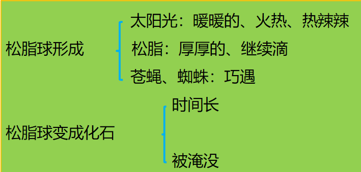 琥珀课文结构图图片