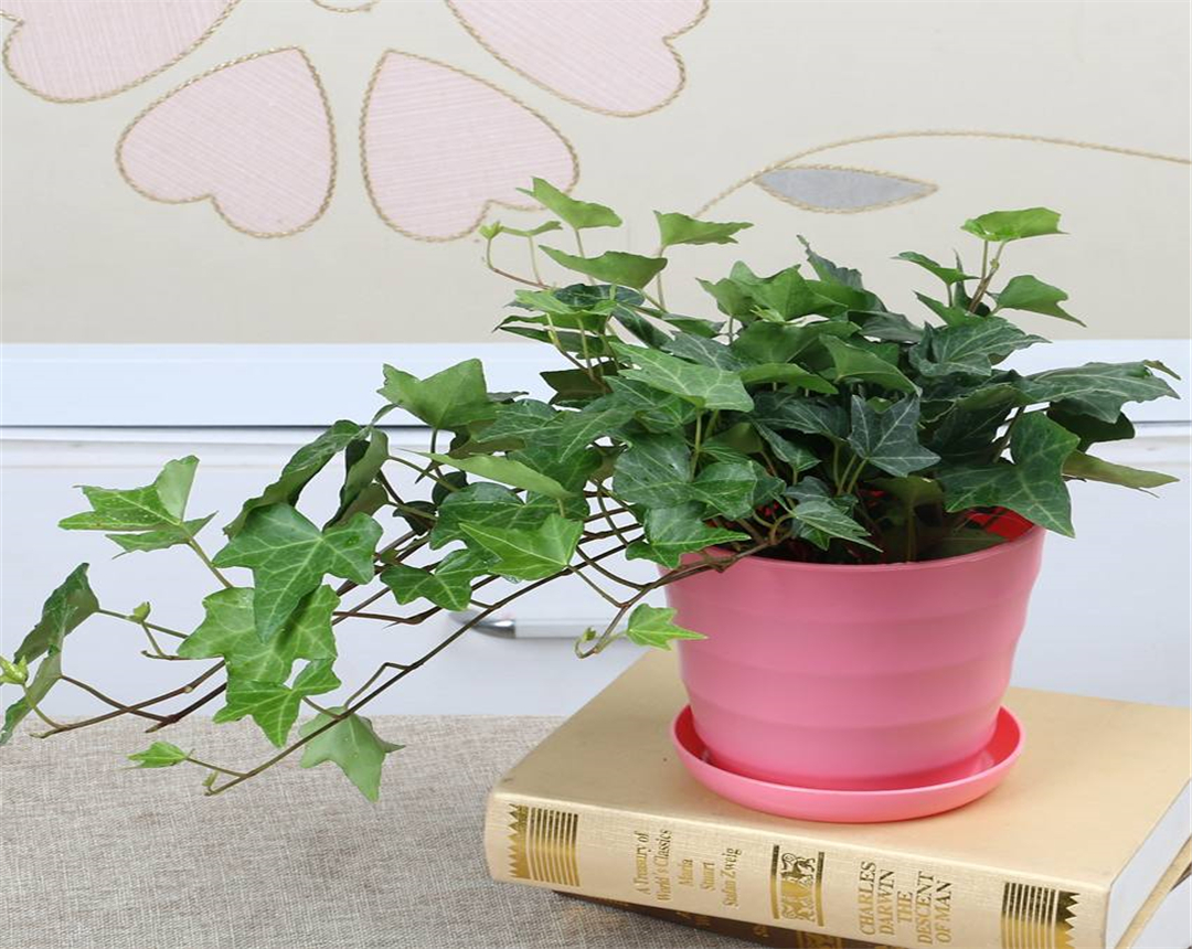 这些净化空气的盆栽植物,好养殖,你家里有一盆么?