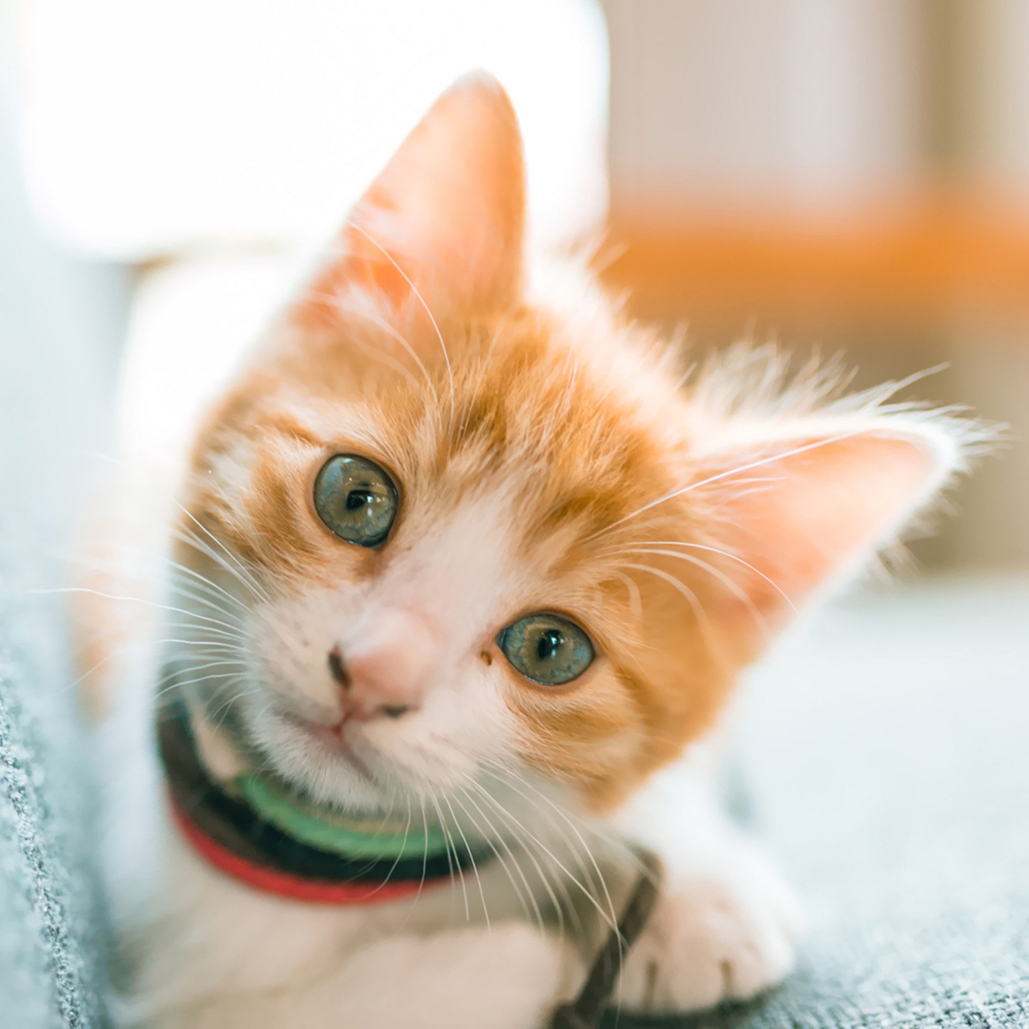 萌萌的小猫,开心每一天