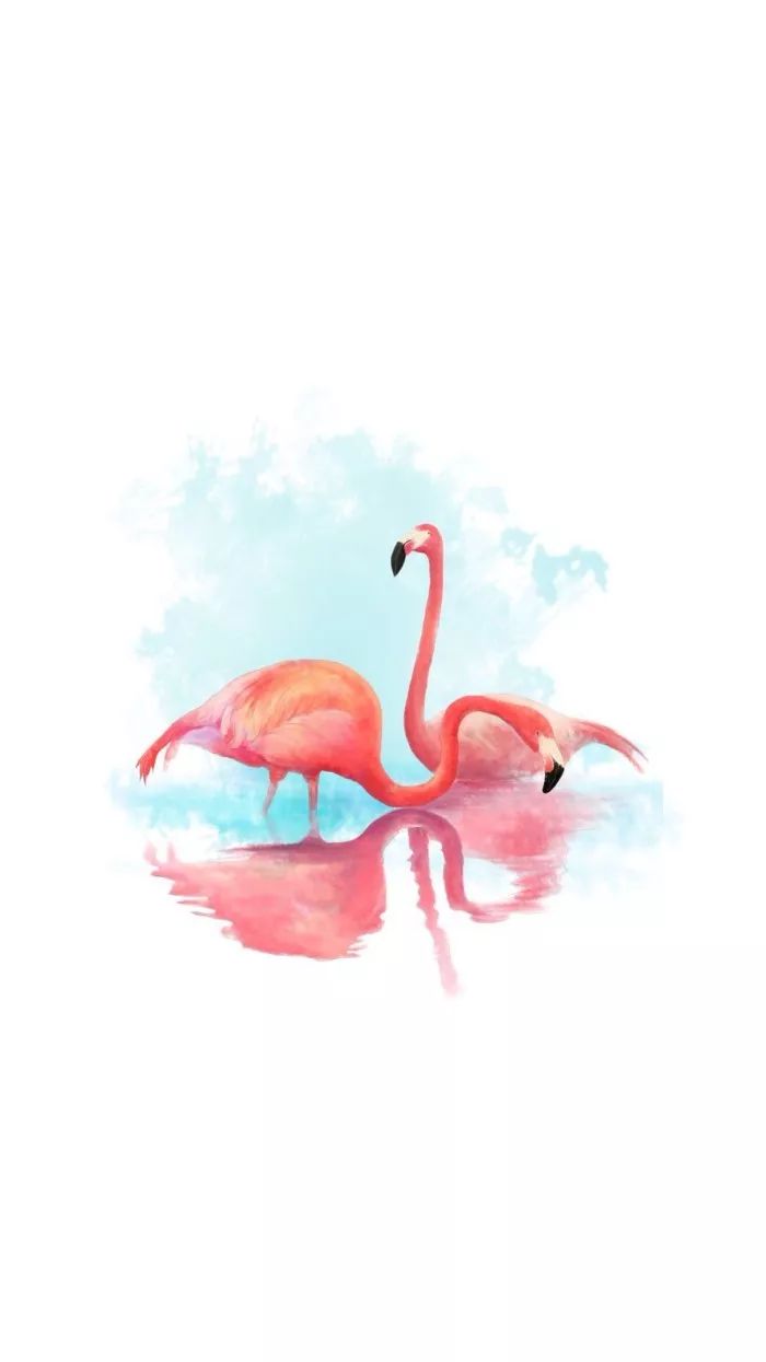 装饰感极强的火烈鸟插画,赶紧收藏吧