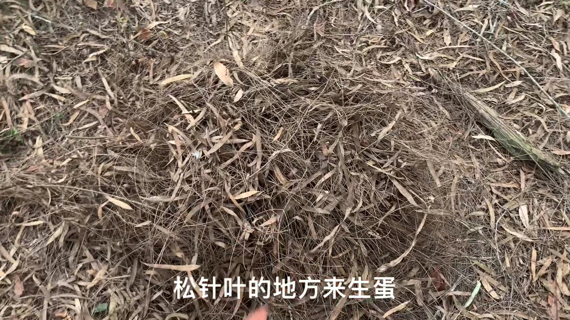 松树针叶喂母鸡不仅可以促进生蛋产量,枯叶子做窝更吸引母鸡入窝