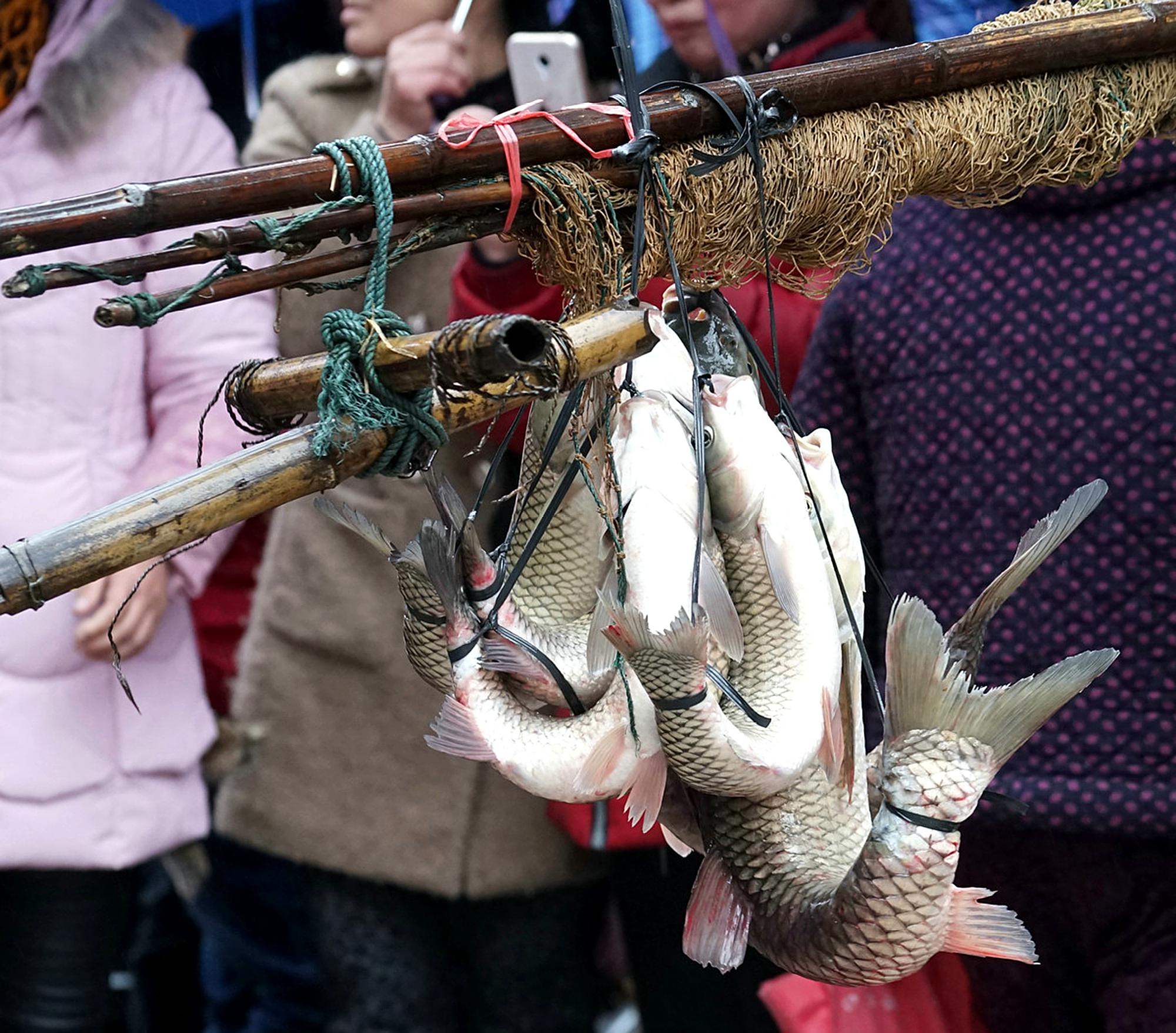 民间秘术"弓鱼",鱼离开水一天不死,网友:你确定不是在开挂?