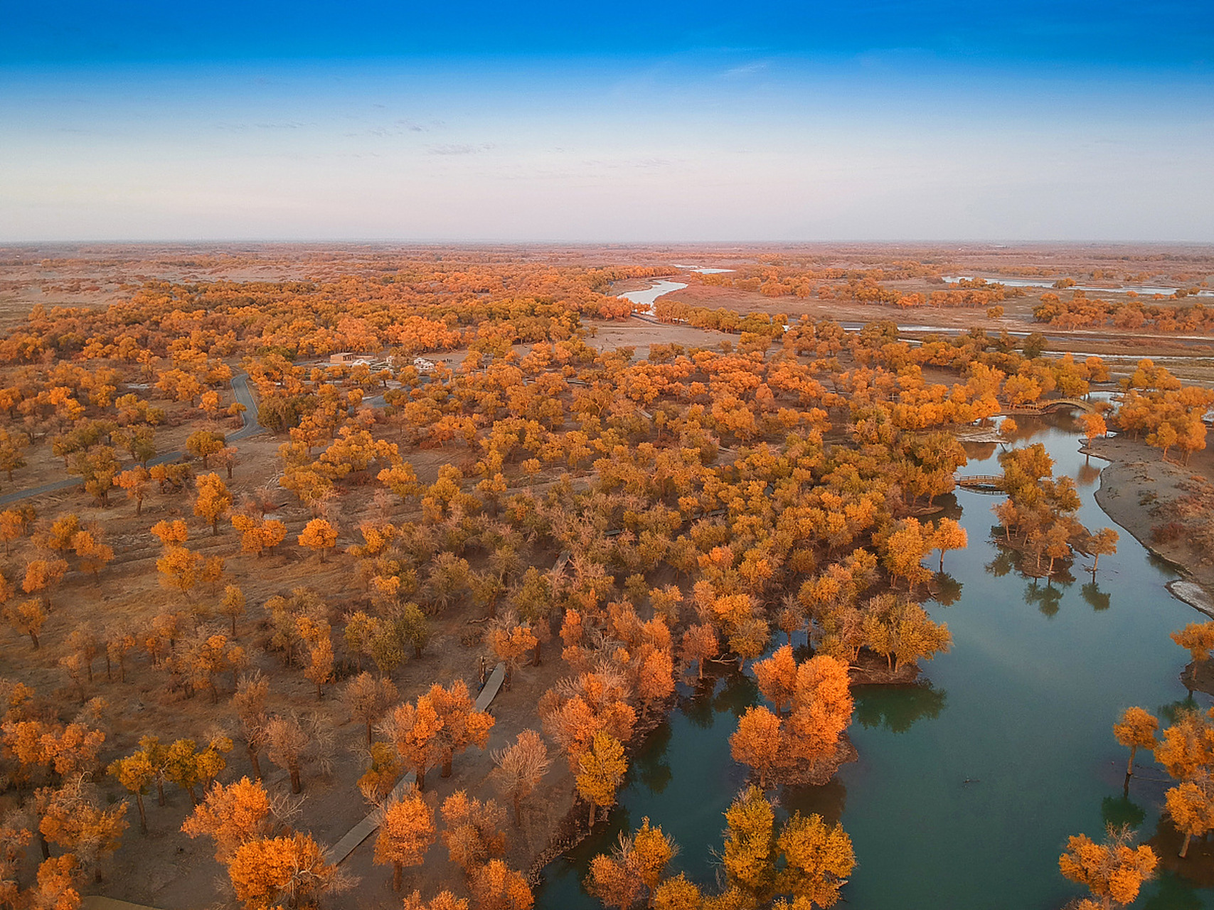 分享图片大漠胡杨林