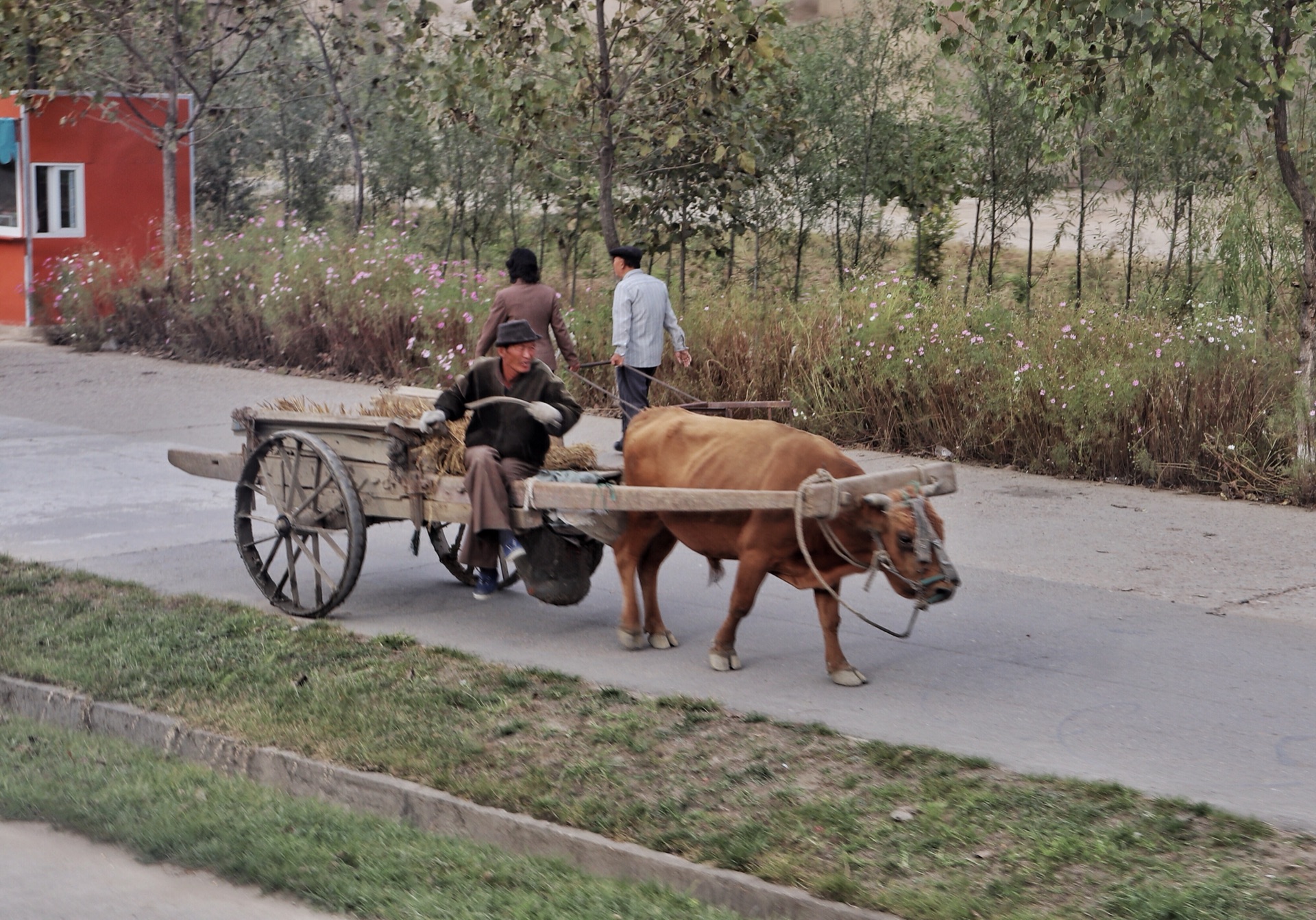 图为朝鲜农村地区,一名朝鲜老人赶着牛车行驶在公路上.
