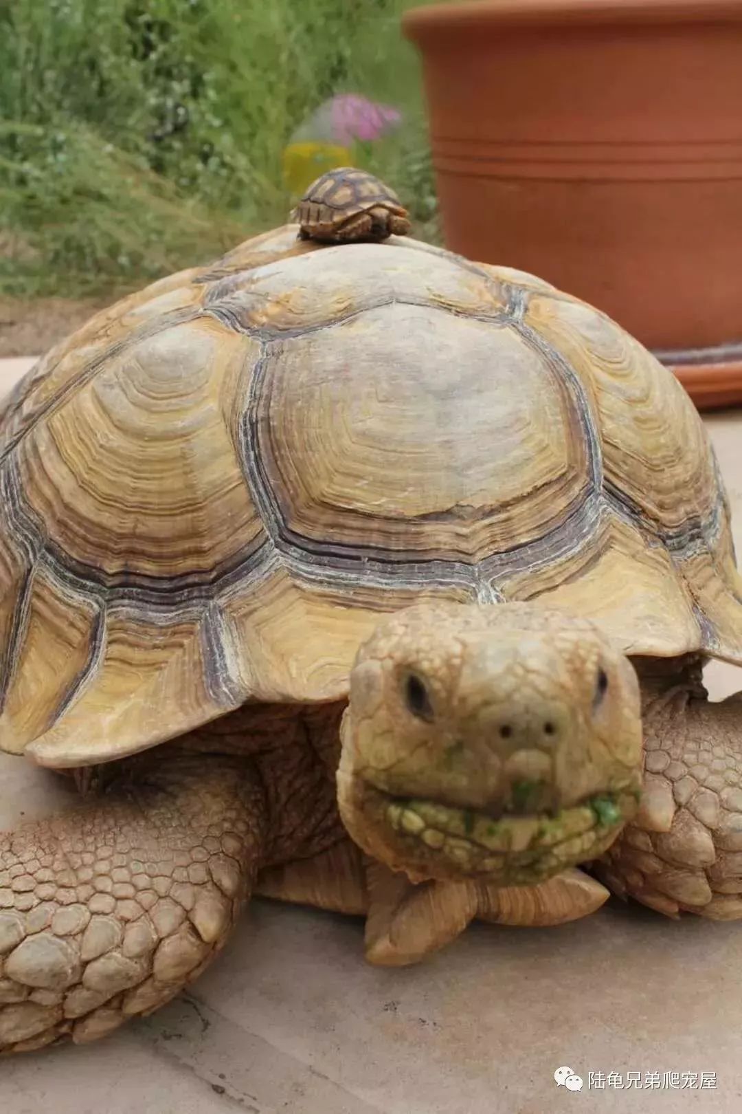 养龟小贴士一二