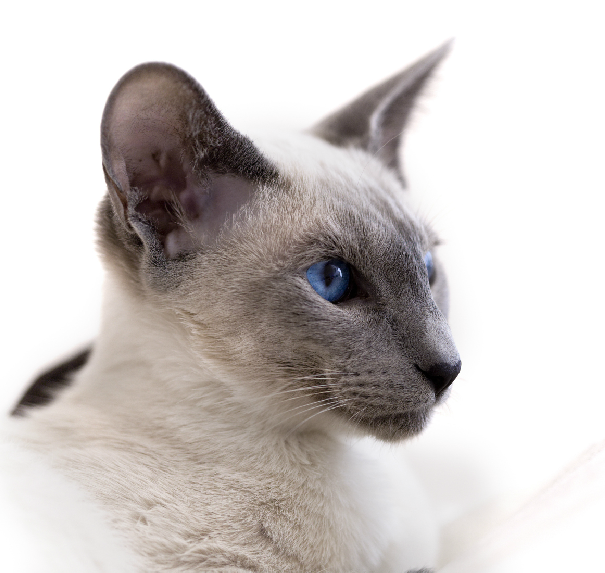 暹罗猫,又称西母猫,属短毛型,原产地为泰国