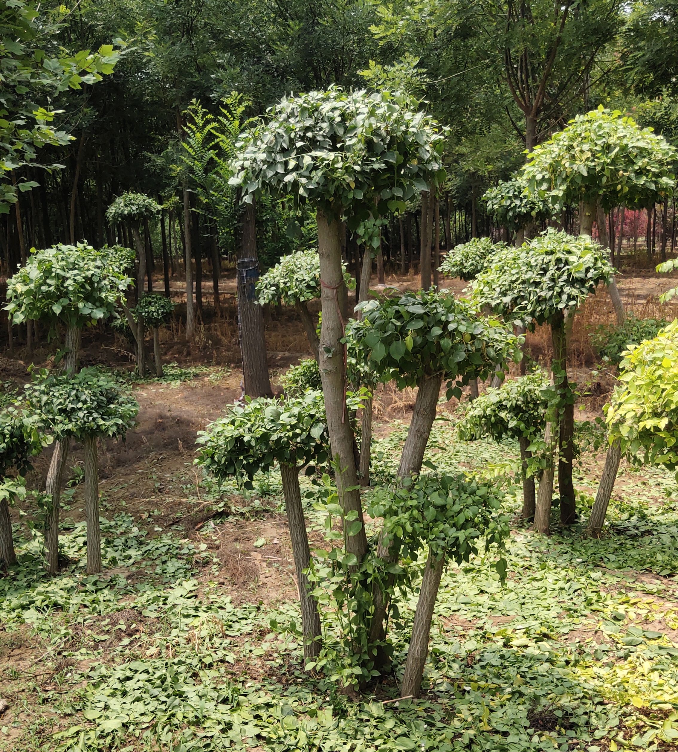 造型丝棉木,又名:造型桃叶卫矛,造型华北卫矛