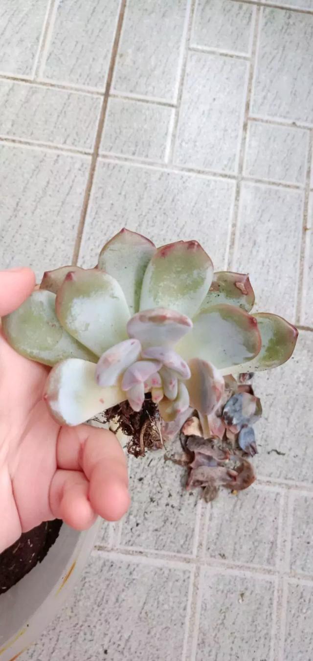 冬季多肉3个信号,看到了要赶紧保暖!否则小心冻伤!