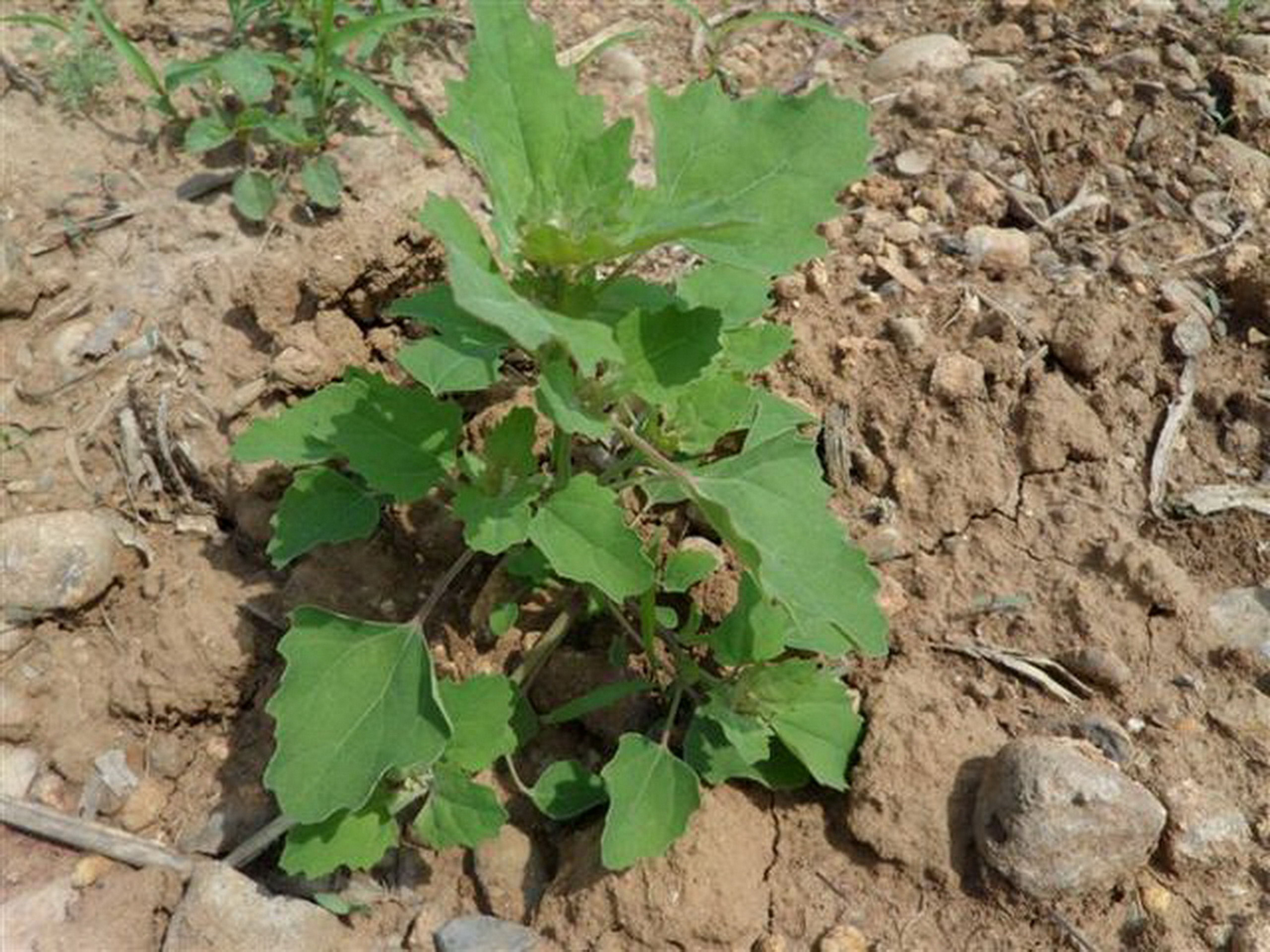 "灰灰菜"你认识吗?在农村,可是随处可见的!