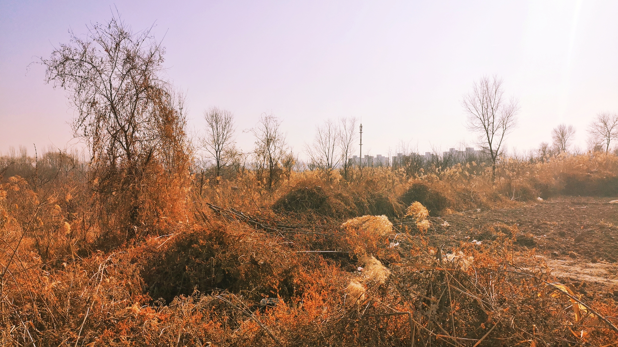 很久没来过这里,当再次踏上这片荒芜人烟的土地时,却惊奇的发现,就是