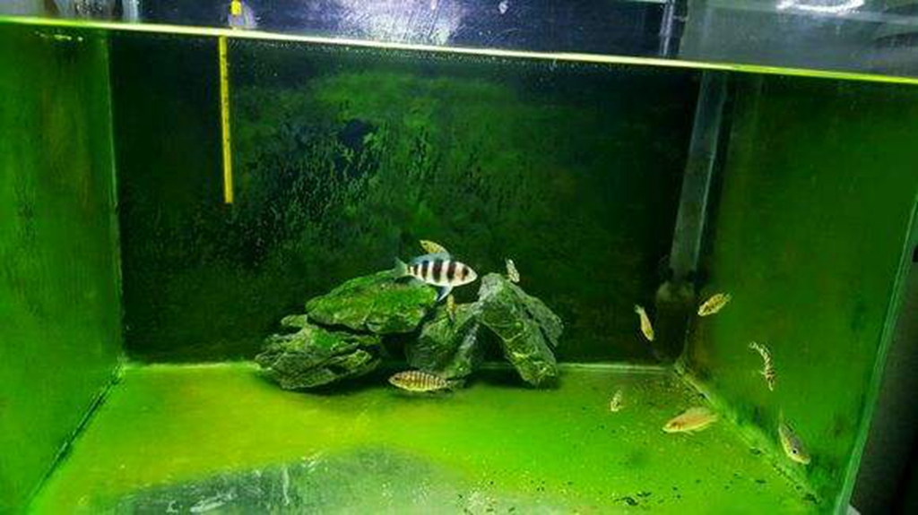 要让水族箱中完全没有青苔,就要让水完全没有营养,从这个意义来说,没