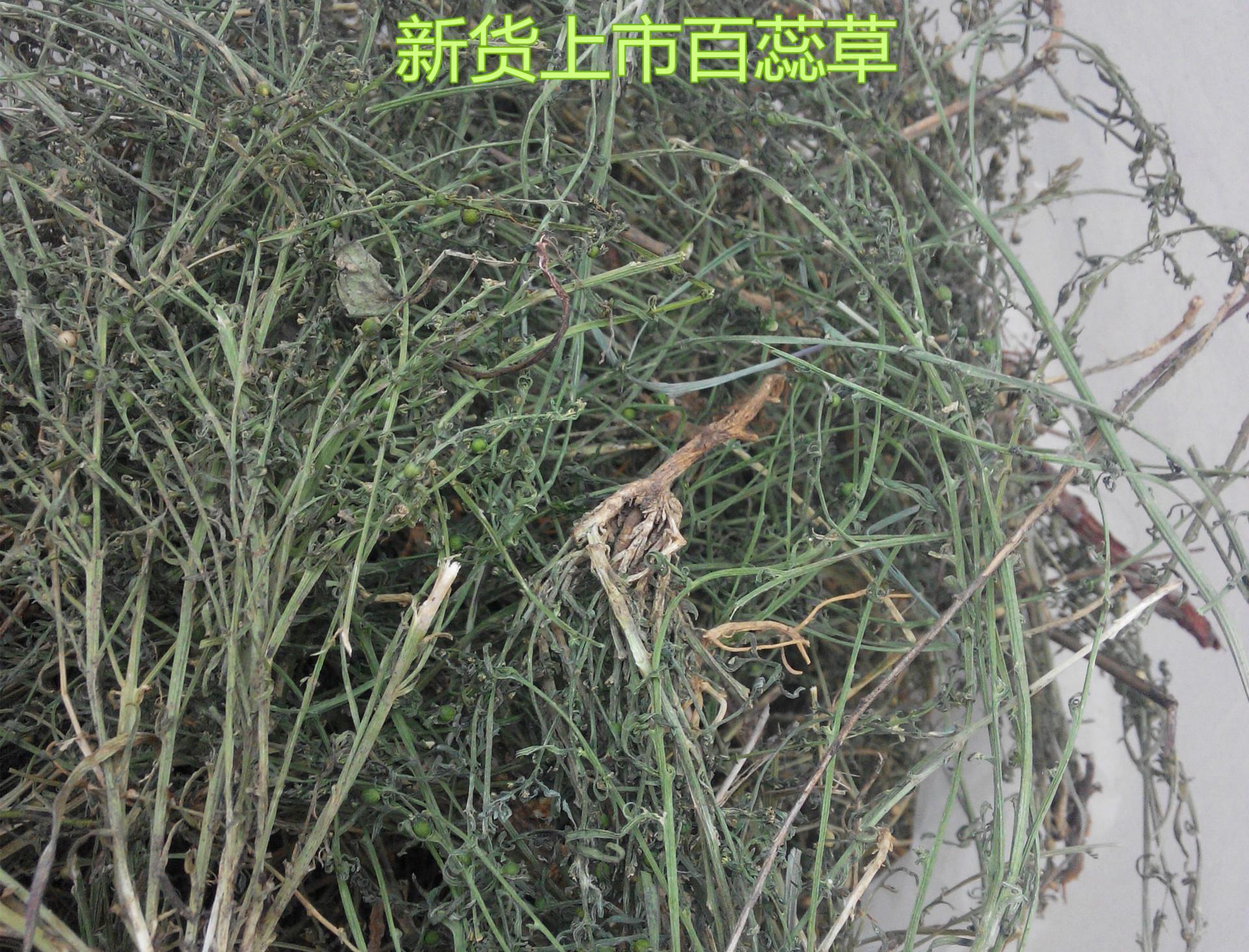 百蕊草全身都是宝,在人工栽培百蕊草时,原来还有这些讲究!