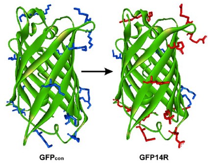 发现并发展了绿色荧光蛋白(gfp"而一起荣获该奖项.