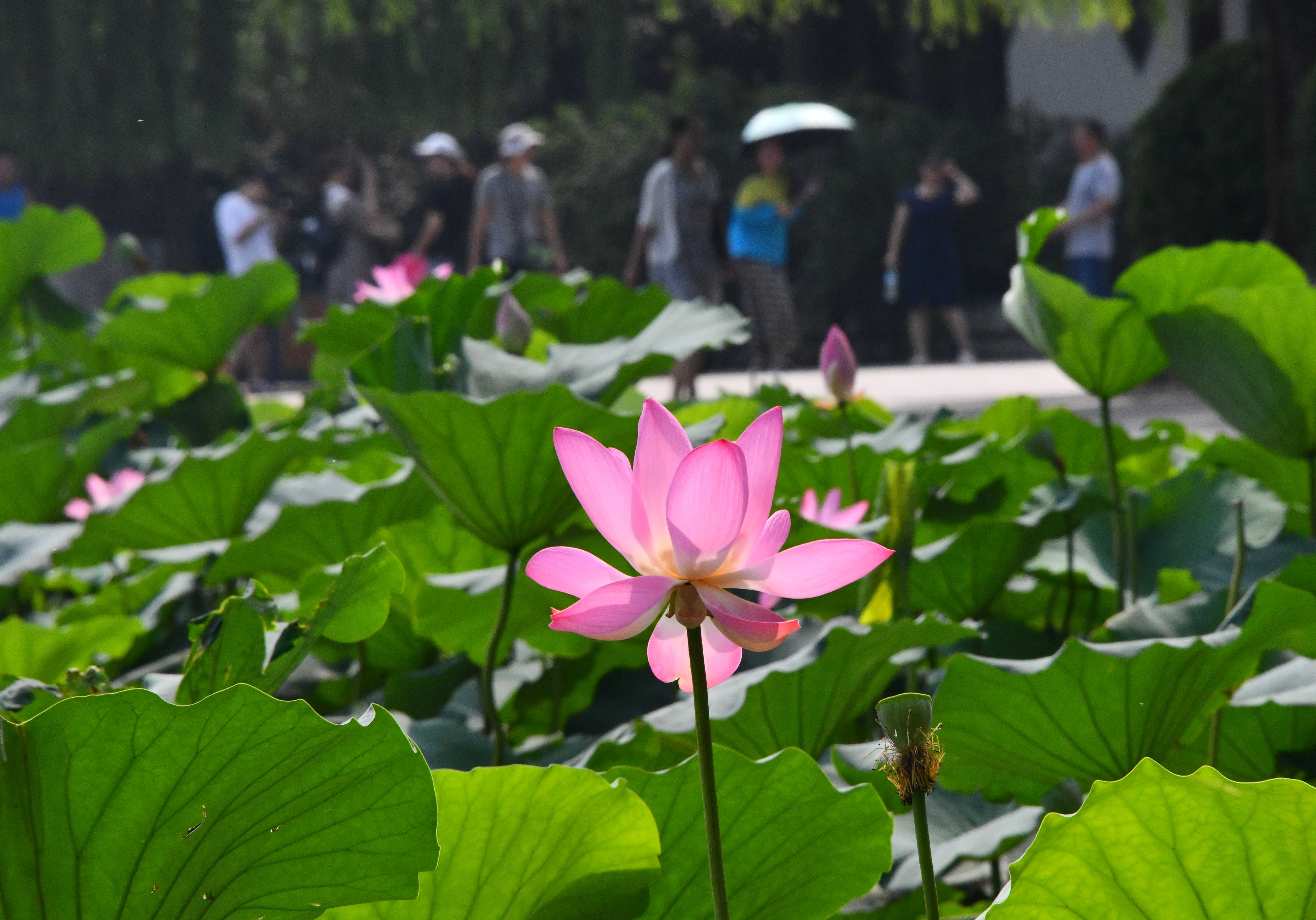 济南大明湖夏日荷花盛开(1)