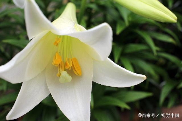 切花百合的生物学特性