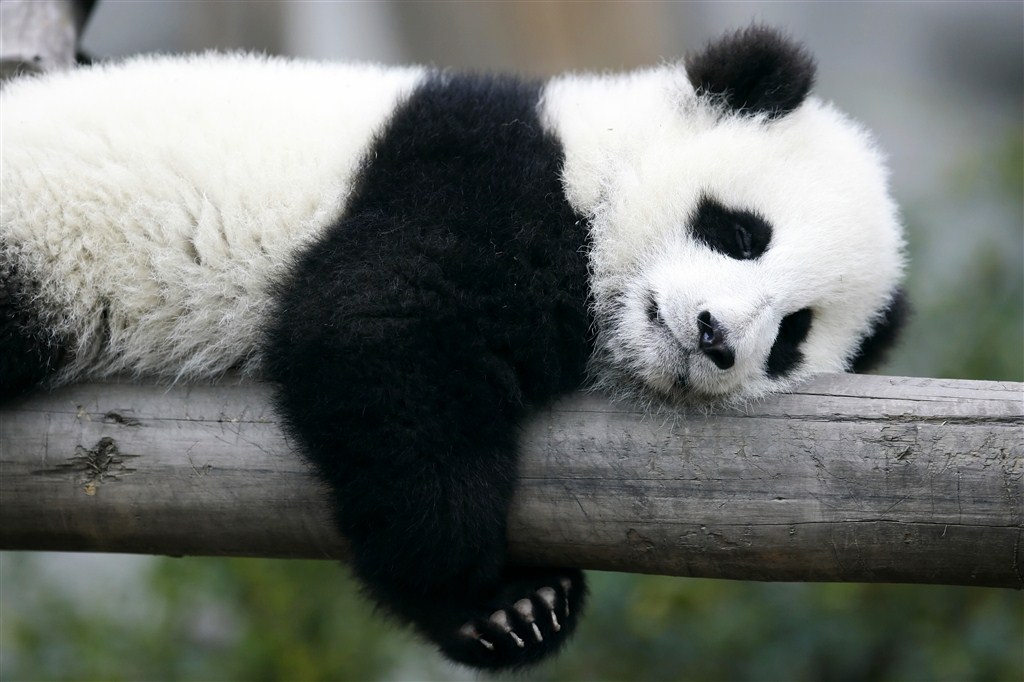 你没见过的熊猫睡觉姿势,不愧是国宝