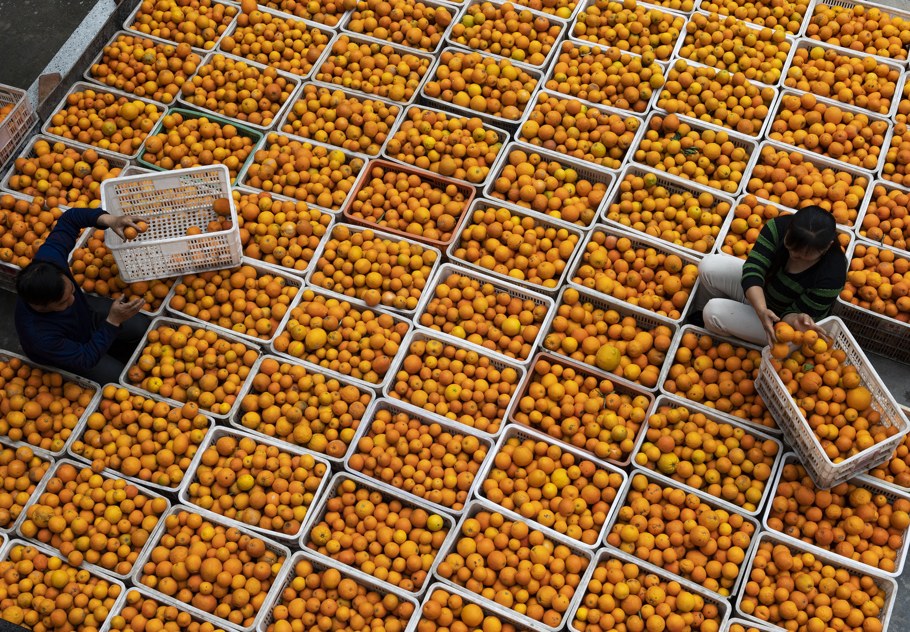 客来    4月9日,游客在秭归县郭家坝镇王家岭村脐橙园里体验采摘乐趣