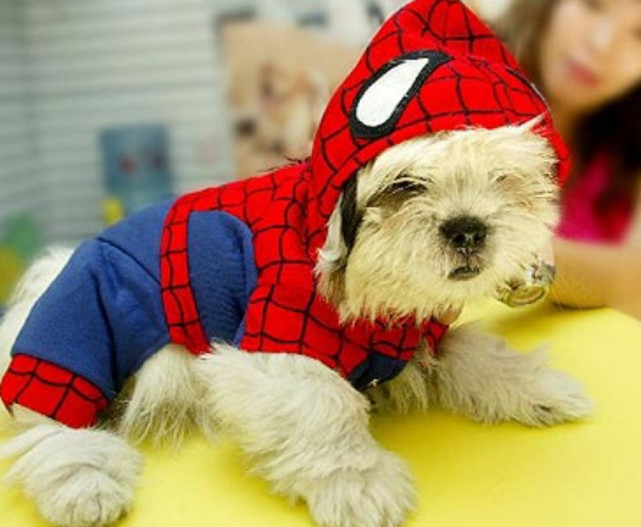 "蜘蛛侠"也爱狗狗,采访心不在焉,只注意狗狗了!