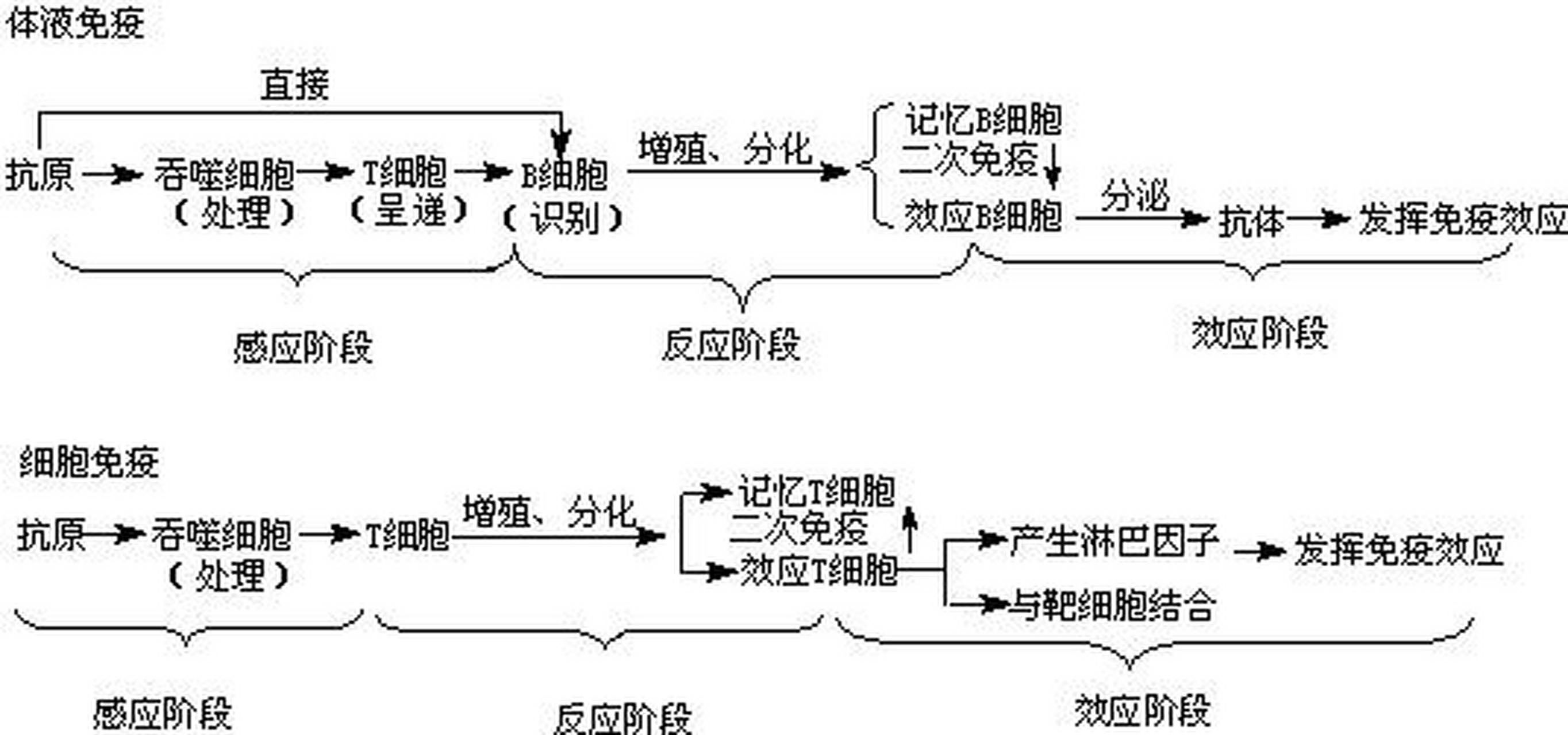科普知识竞赛#【科普小知识】特异性免疫又称获得性免疫或适应性免疫