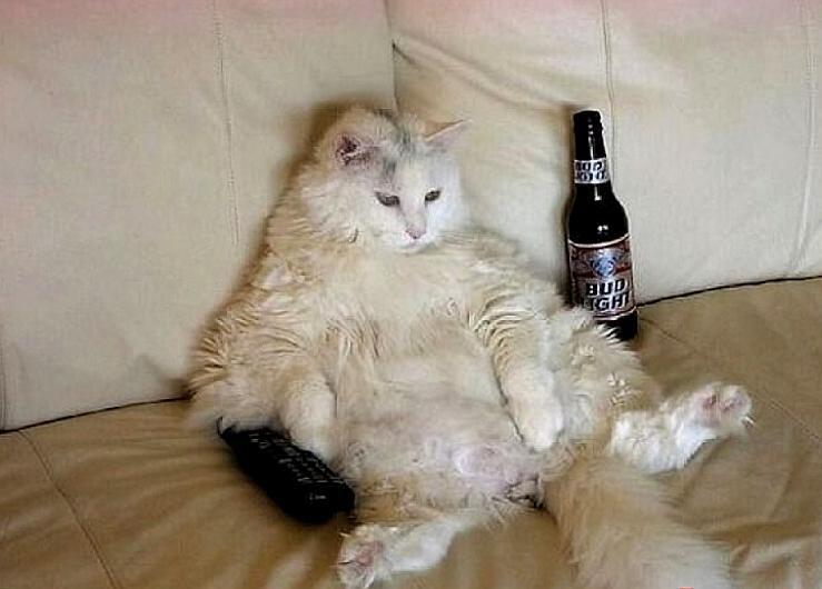 看看这些"像人"的10张的猫咪囧图!真的是太萌了