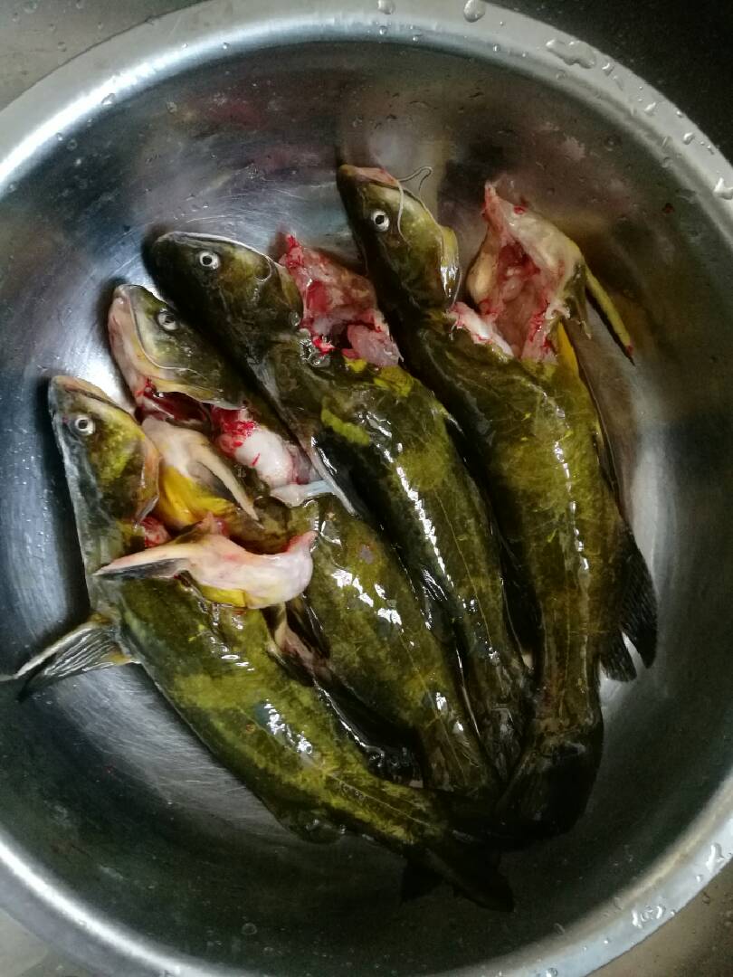 当你看到这条鱼时,就可以想象用蘑菇做汤真是完美的搭配