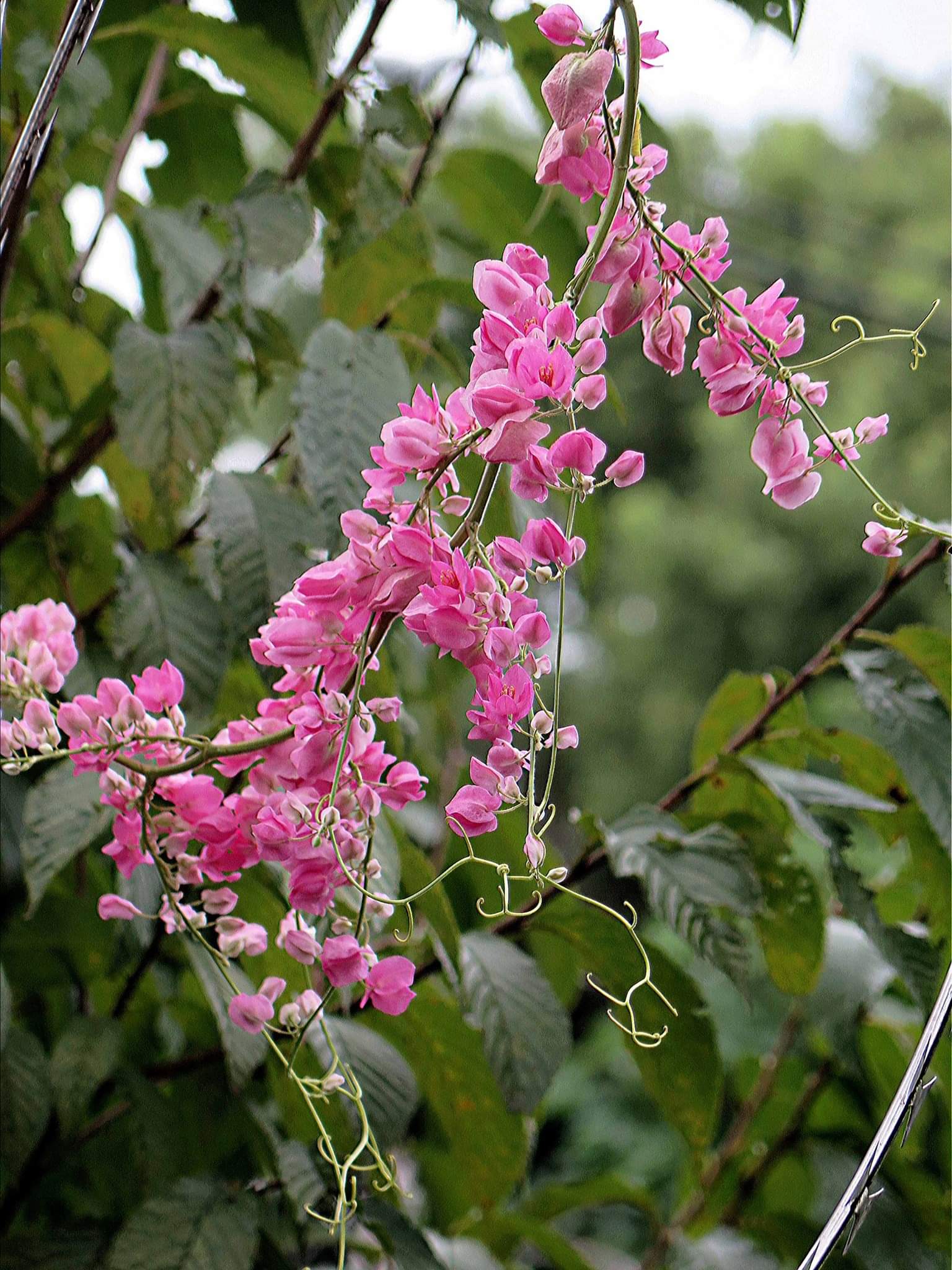 花盆里的珊瑚藤! 转载自百家号作者:遵纪守法sky668