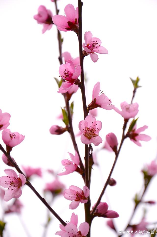 桃花的生长习性,你知道多少呢?