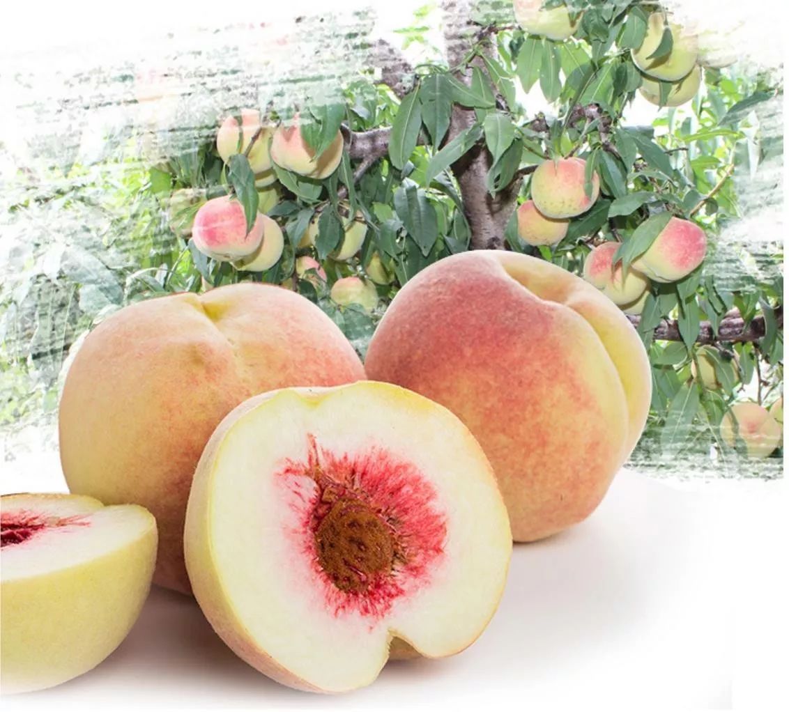 农村种植的冬桃,果实饱满,味道甘甜