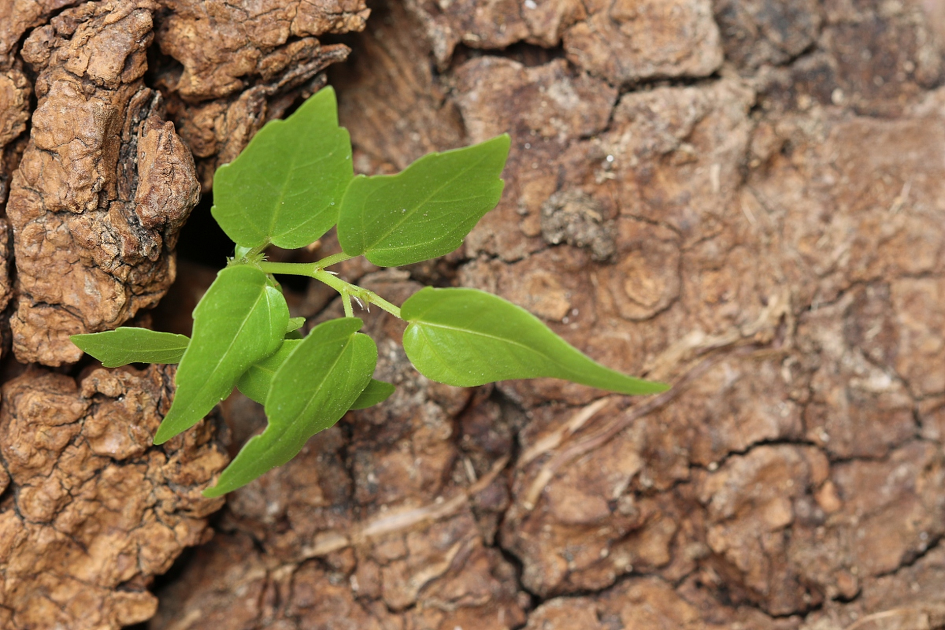 [原文:生命之迹:探索枣核发芽的.