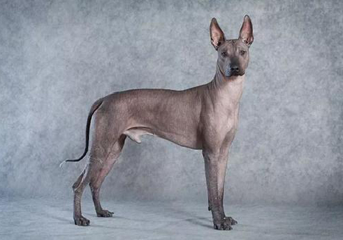 像个不懂事的小朋友,没事的时候喜欢晒晒太阳,希望