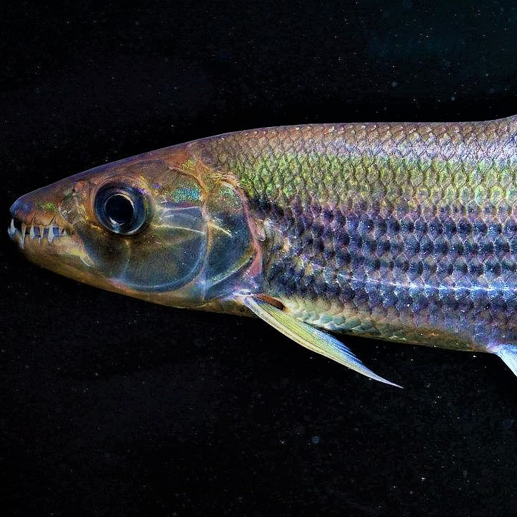 世界十大最危险最凶猛的鱼类