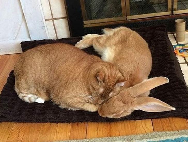 那些与猫长得一样的兔子,可爱至极!