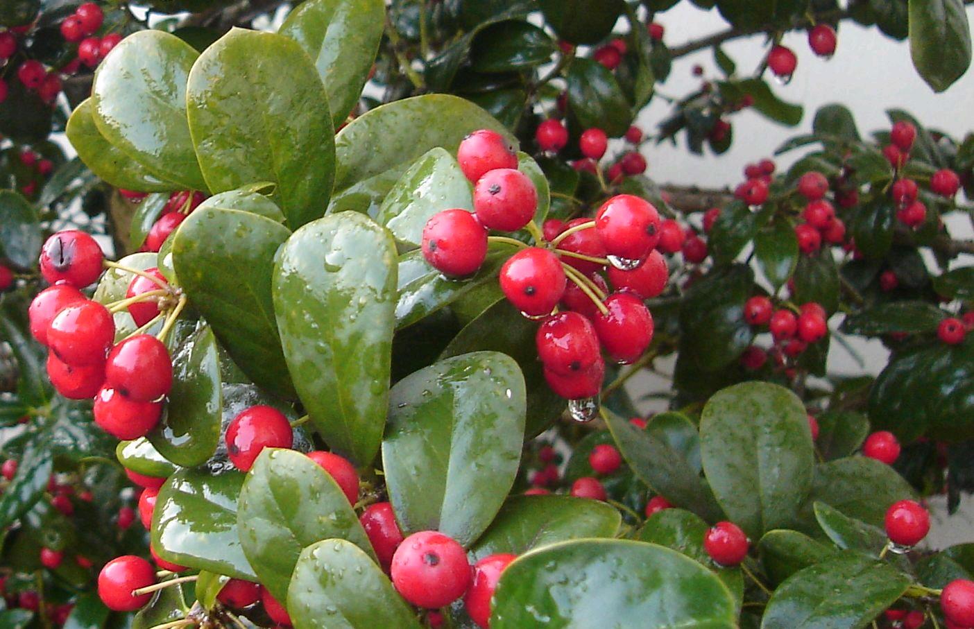 冬天结红果的观赏树图片