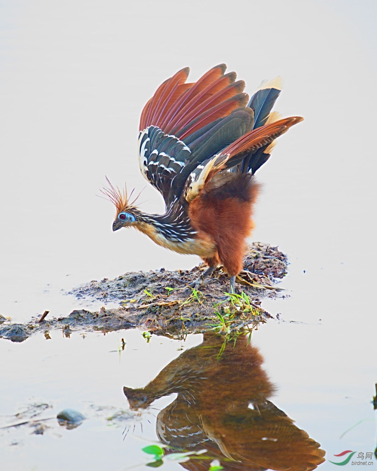 翼上长有爪的麝雉