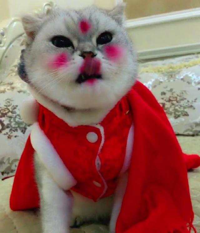 史上最没脾气猫咪:任人宰割在脸上化妆,成为猫中"媒婆"