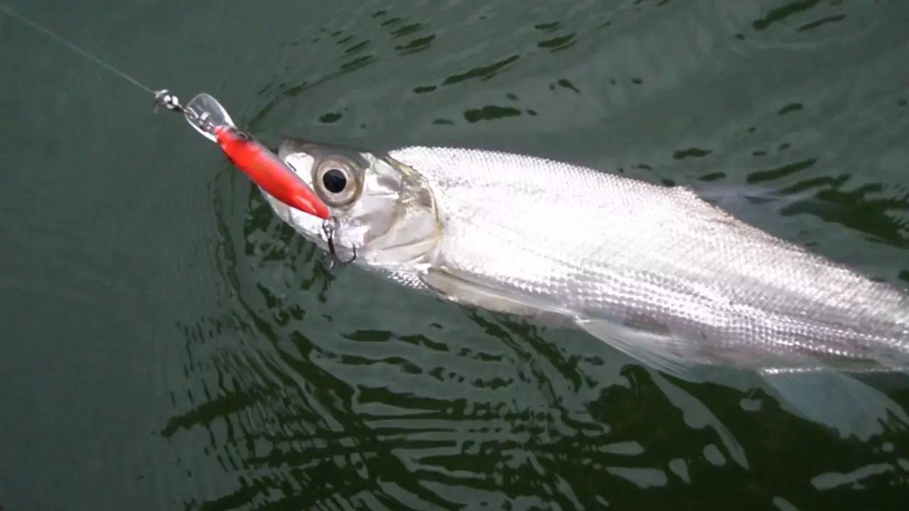 深山小河钓到翘嘴鱼,能"飞"一米多高,体重有五六斤!