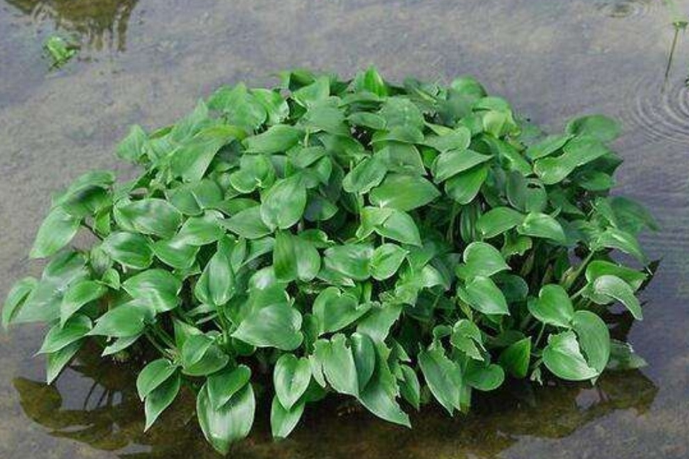 鸭舌草 - 热门商品专区