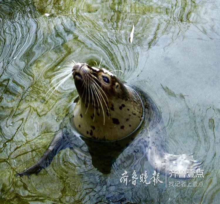 拍课堂|趵突泉的海豹好萌,不信你看