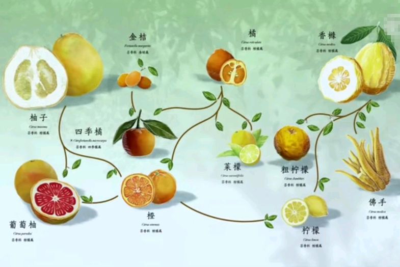 柑橘家族三大元老:香橼,橘子,柚子. 橘子和柚子生出橙子.