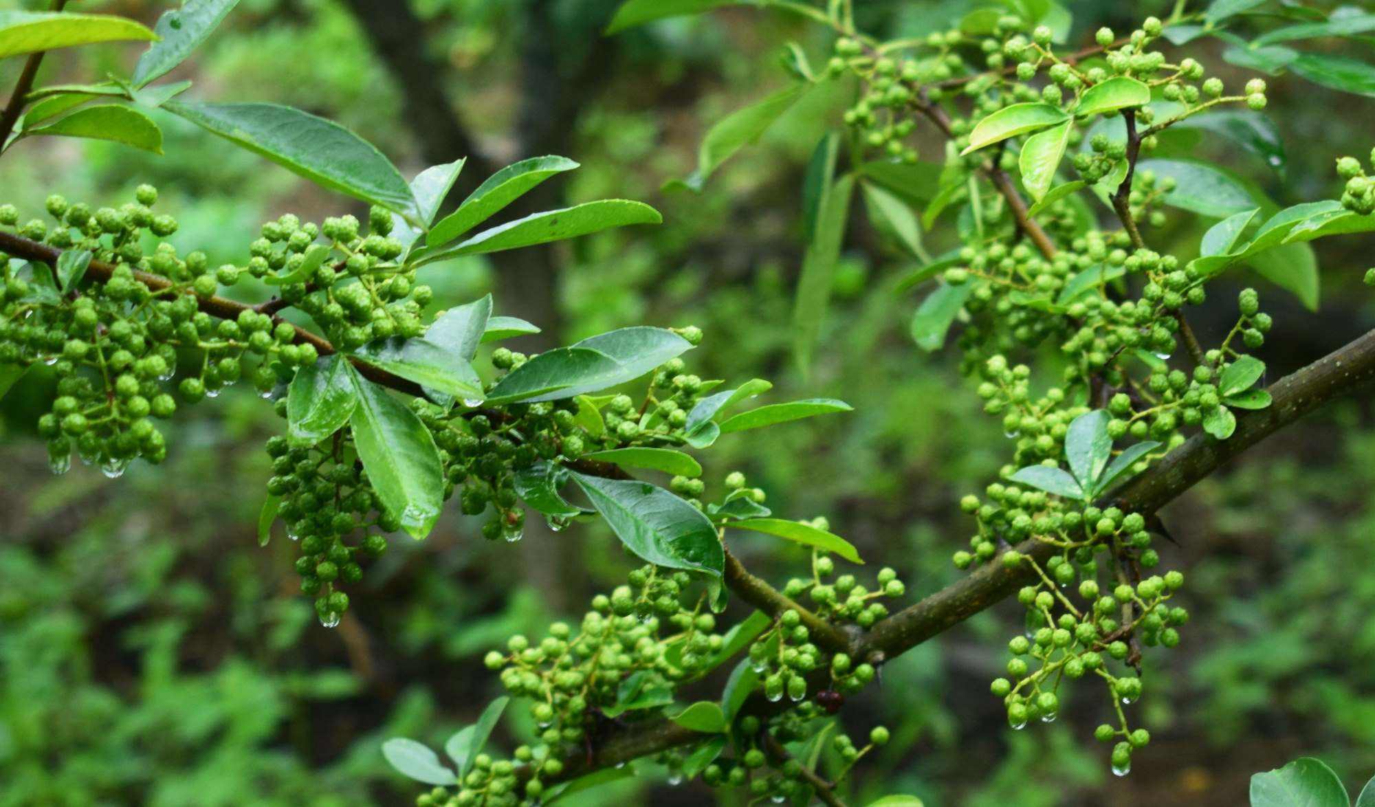 心,勤于观察,时刻保持土壤的温湿度,为藤椒的生长营造一个良好的环境