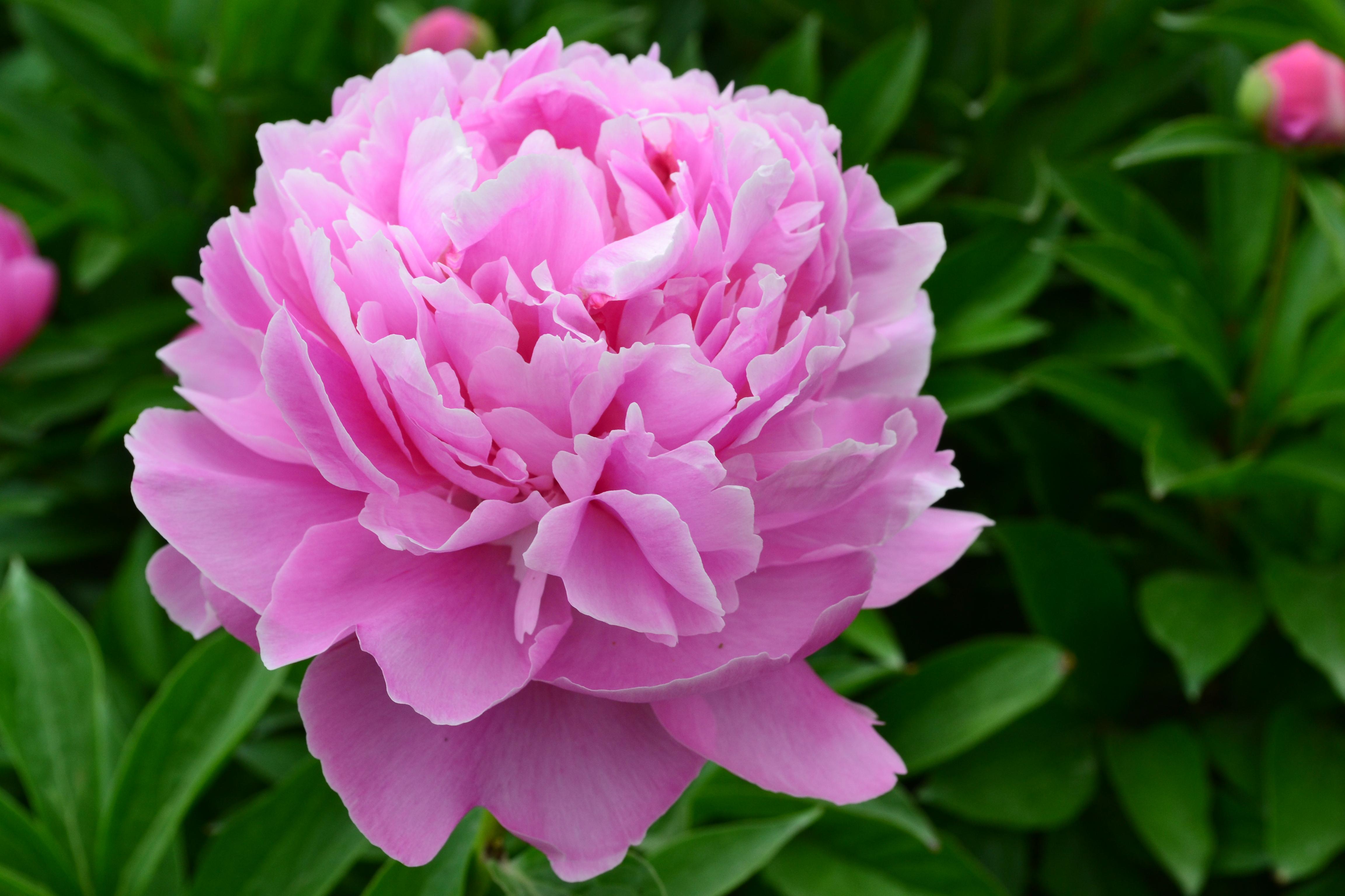 洛阳牡丹城,九月桂花香(五)