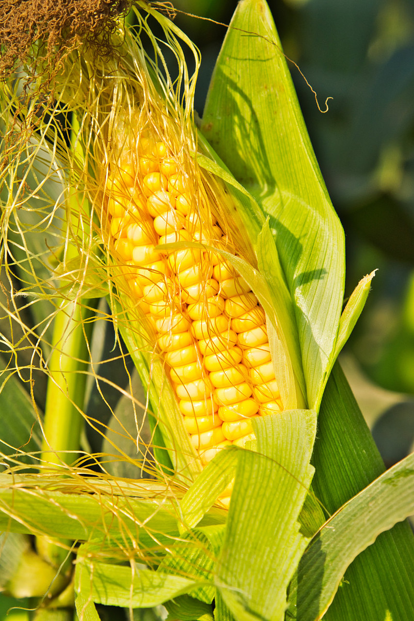 良玉99是高产,稳产玉米新品种,适宜种植密度每亩4500-5000株,行距50