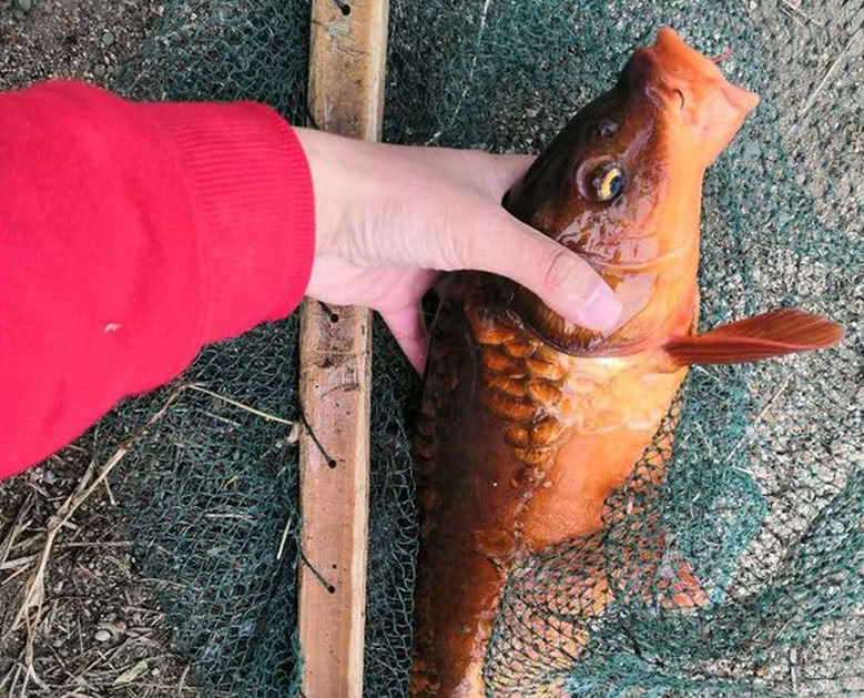 鱼塘里钓上了一尾红色鲤鱼,却不是锦鲤,这鱼能吃么?