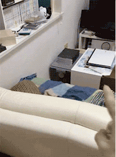 搞笑gif图:榴莲对猫子来说,那就相当于猫屎了,必须得