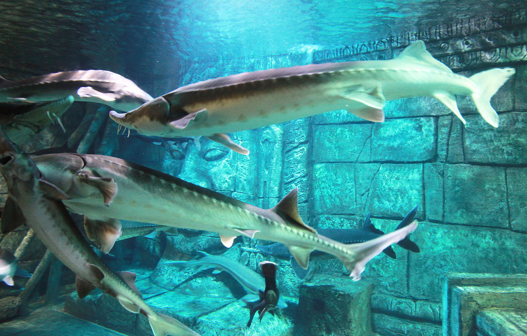 嬉行记# 上海水族馆中华鲟,是一种极具特色的鱼类,被誉为"活化石".