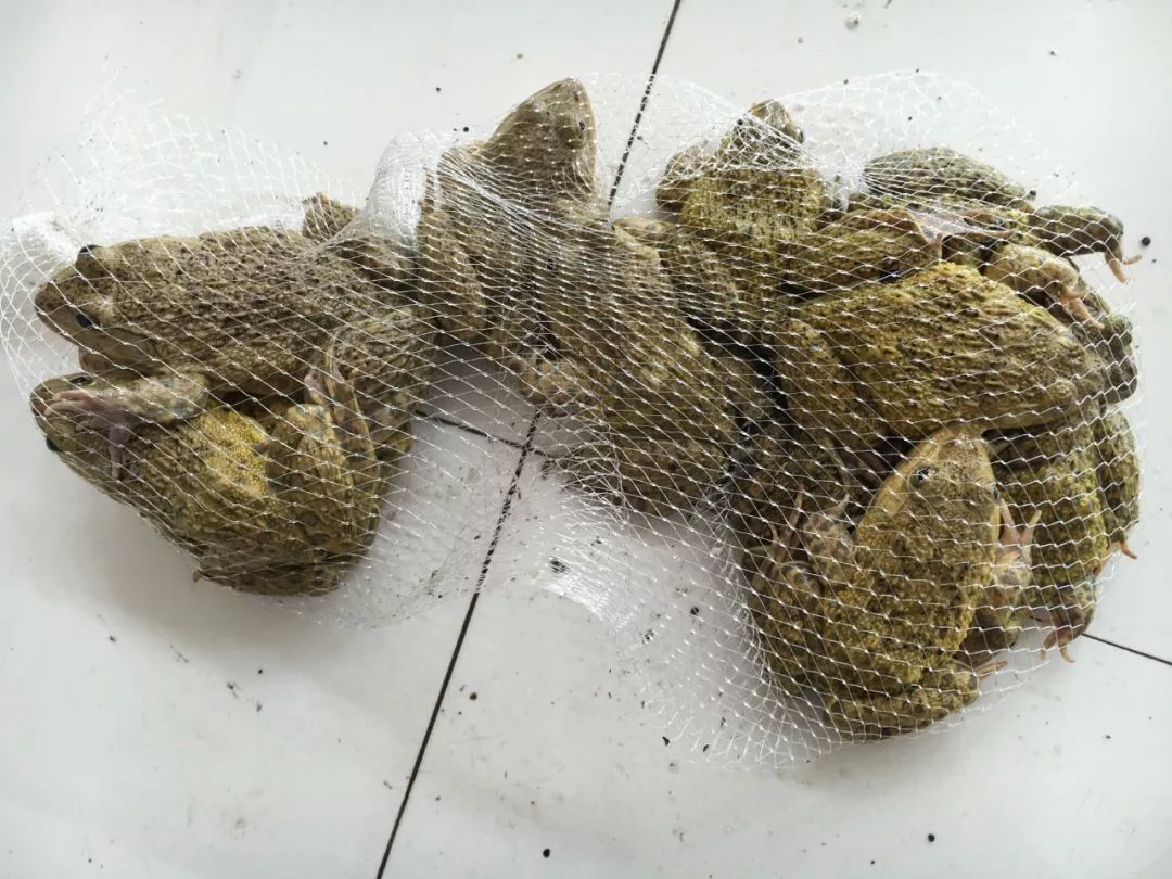 老人捉牛蛙卖了10块钱,被追逃3年!爱吃牛蛙的小心了