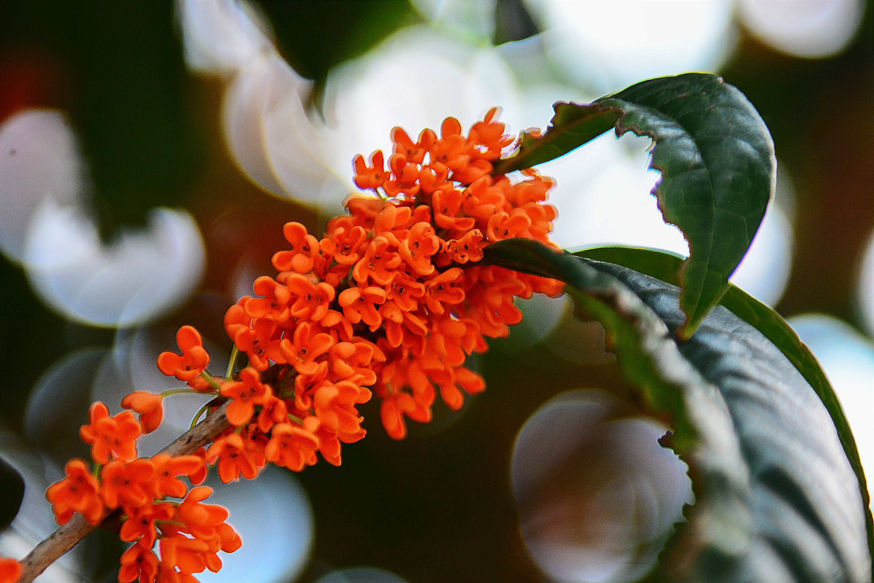 广西桂林:丹桂飘香正当时,自是花中第一流