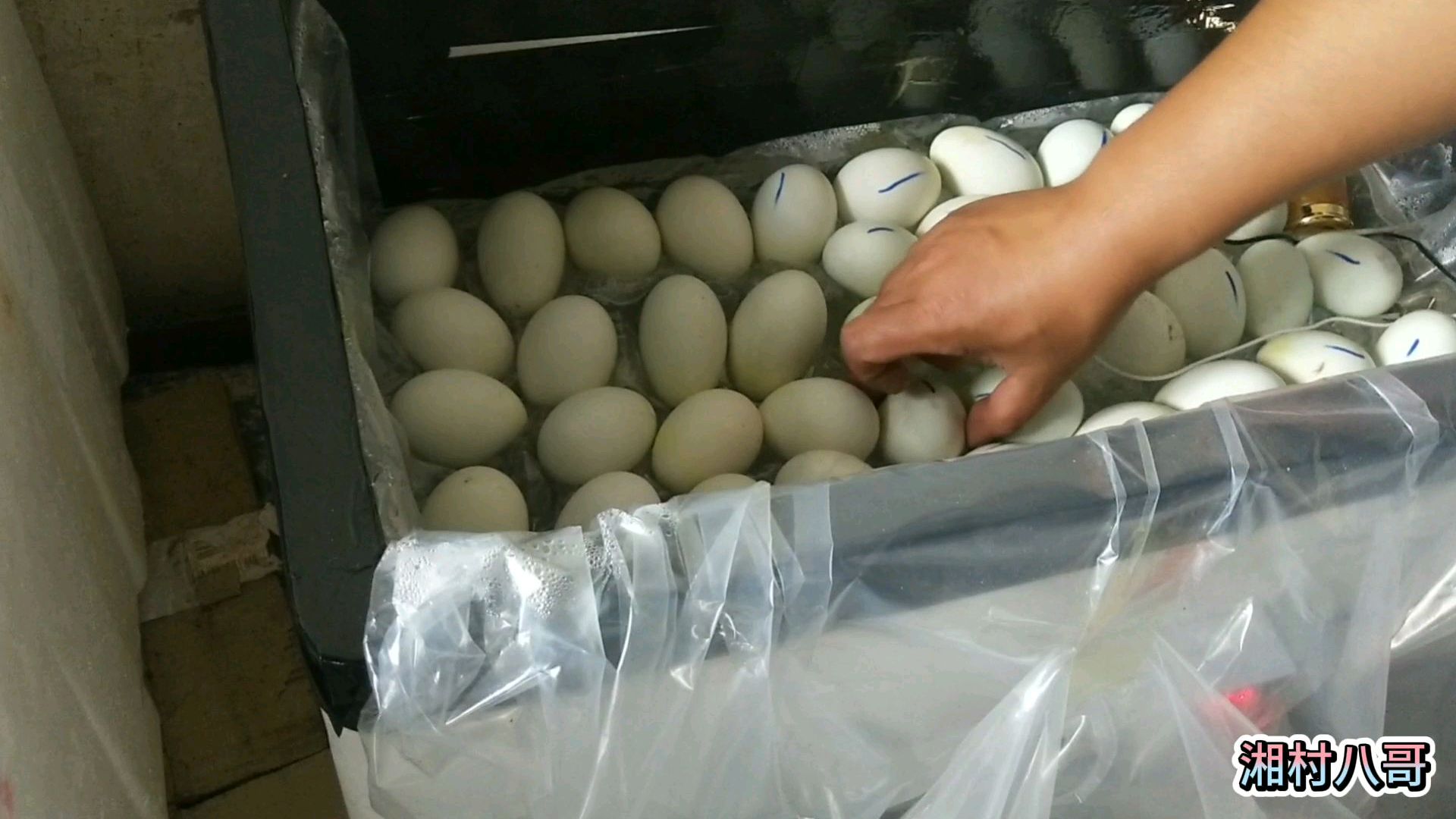 孵了110个鸭蛋,现在还剩75个,还有一个礼拜出壳,期待中