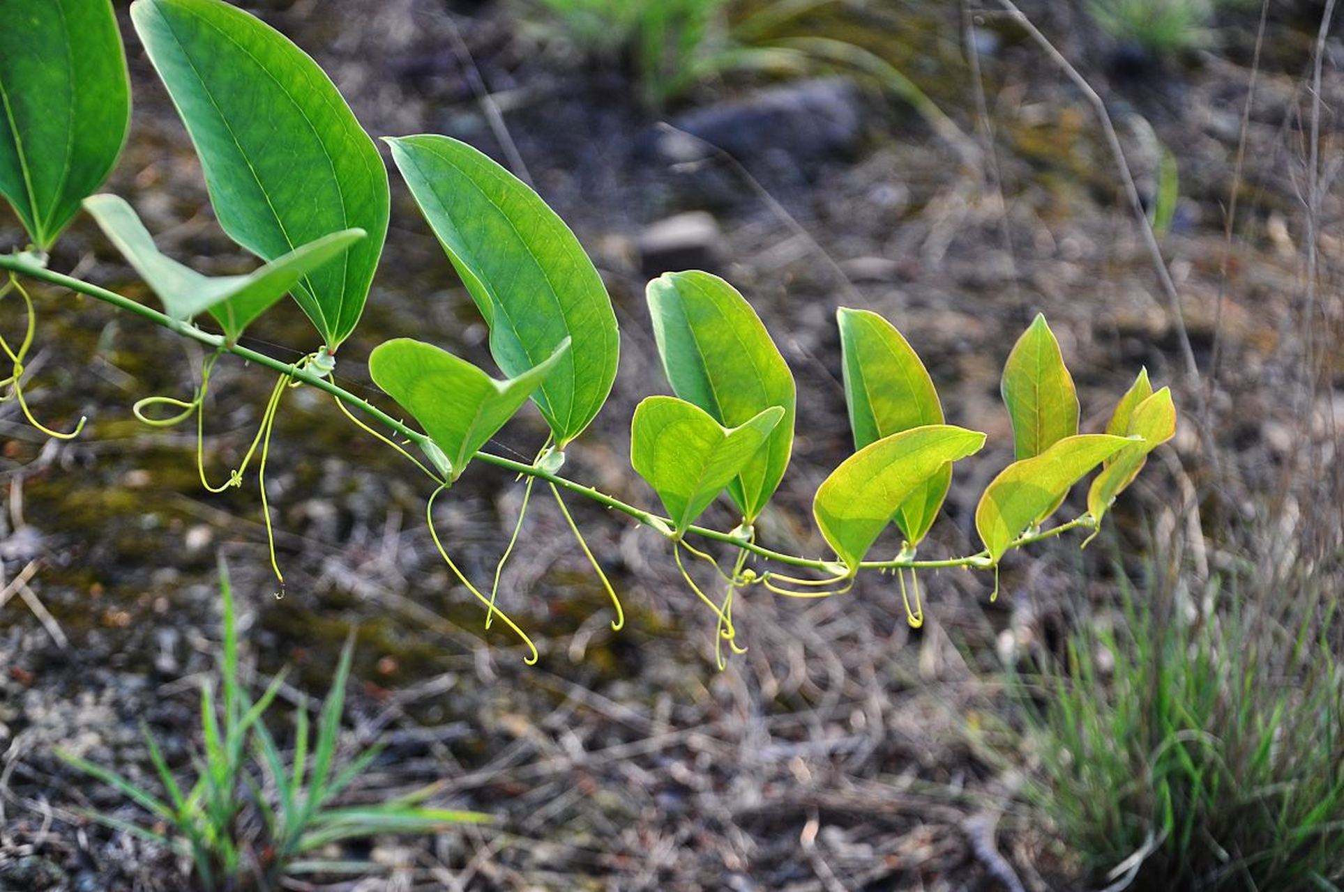 第一种:揉腹,是世界上最好的养胃药,睡前揉一揉,身体健康不用愁.