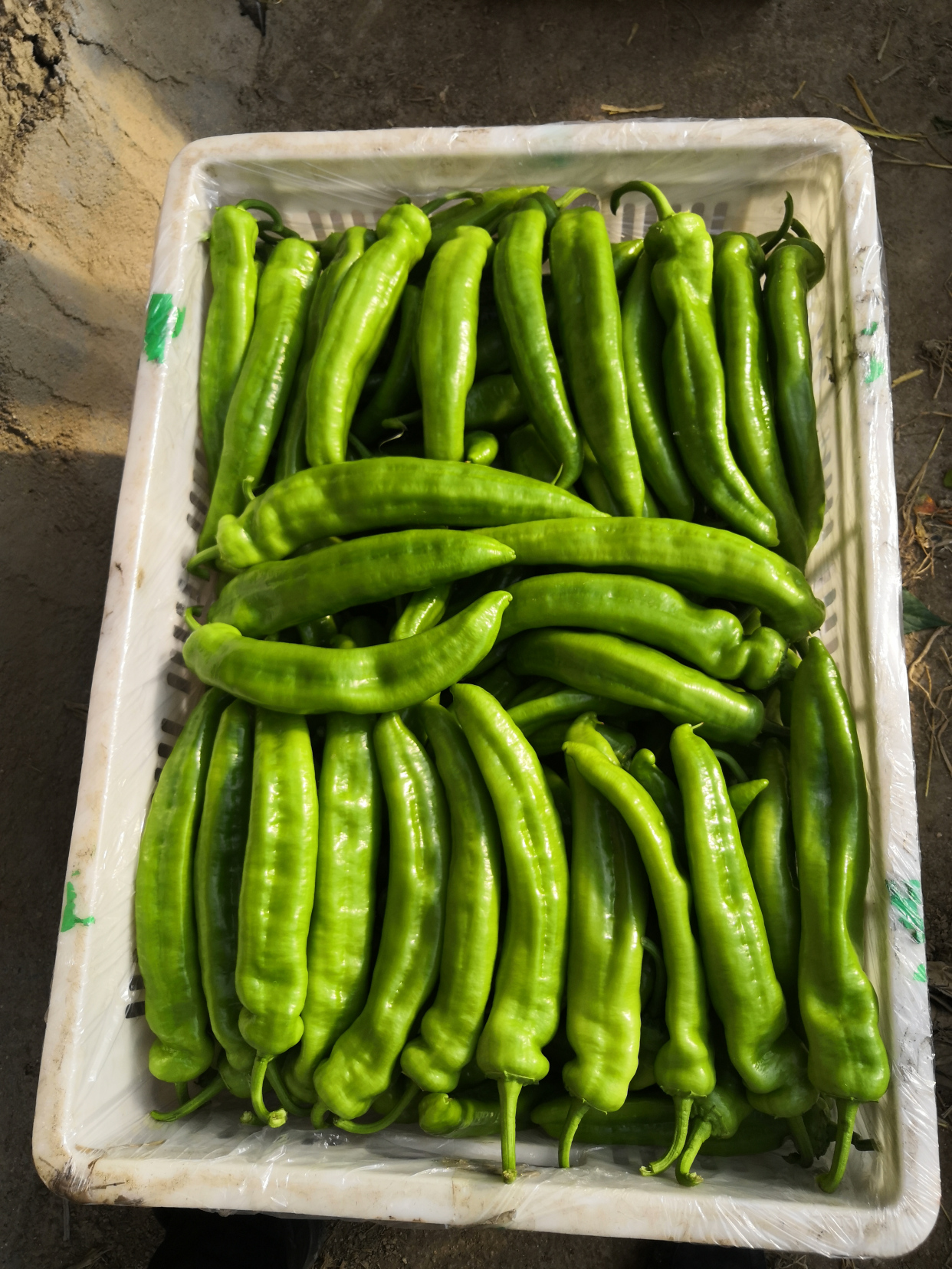 绿椒- 优质问答专区